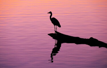 Heron bird standing on the tree trunk by the peaceful lake in golden sunset, water bird, peaceful background