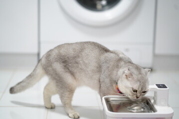 Gray Cat Approaching Water Fountain in Modern Kitchen with Washing Machine in Background