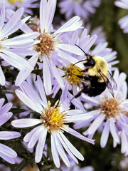 bumble bee in flowers