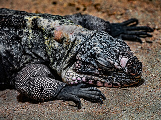 Exuma rock iguana on the sand. Latin name - Cyclura cychlura figginsi