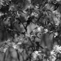 Bee on Ohio aster wildflowers closeup in black and white during fall season in nature.