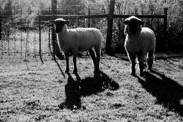 Shropshire sheep closeup in Ohio farm field.