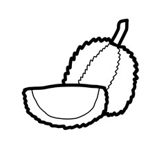 durian sweet fruit tropical food plant hand drawn organic line

