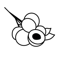 Longan sweet fruit tropical food plant hand drawn organic line
