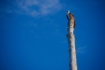 Osprey Bird Perched On Tall Weathered Pole Against Clear Blue Sky. Solitary bird sits atop a tall, rough-textured pole with a vivid blue sky backdrop. The scene evokes solitude, resilience, and the co