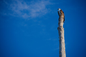 Osprey Bird Perched On Tall Weathered Pole Against Clear Blue Sky. Solitary bird sits atop a tall, rough-textured pole with a vivid blue sky backdrop. The scene evokes solitude, resilience, and the co