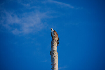 Osprey Bird Perched On Tall Weathered Pole Against Clear Blue Sky. Solitary bird sits atop a tall, rough-textured pole with a vivid blue sky backdrop. The scene evokes solitude, resilience, and the co
