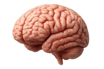 Human brain anatomy showing intricate structures of cortex and cerebellum, symbolizing intelligence, thought, and cognitive functions