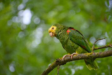 Juvenile yellow-headed amazon parrot perched on tree branch close-up