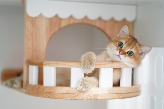 Cute ginger kitten lounging in a cozy wooden cat house with soft paws and captivating blue eyes on a white background - Powered by Adobe