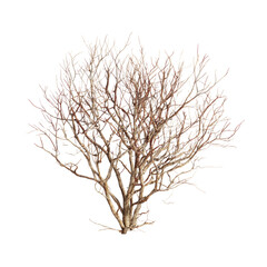 Obraz premium Bare Tree on Isolated Background