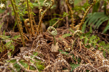 Young fern shoots. Soft focus