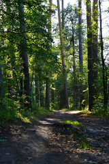 Obraz premium a vertical photography of Sunlit Forest Path