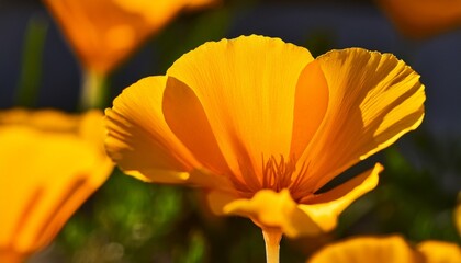 close up of california golden poppy yellow petals
