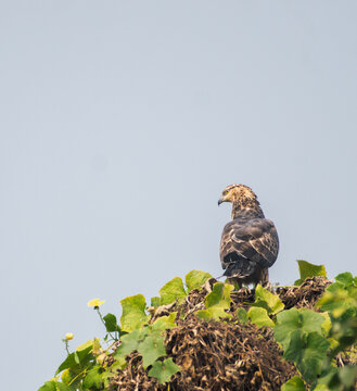 Oriental honey-buzzard (Pernis ptilorhynchus) hd
