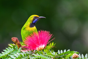 A beautiful and colorful bird Golden-fronted Leafbird (Chloropsis aurifrons) perched on a flowering tree in a green blurred forest background. Jayanti, Buxa, West Bengal, India