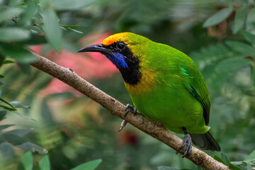 A beautiful and colorful bird Golden-fronted Leafbird (Chloropsis aurifrons) perched on a flowering tree in a green blurred forest background. Jayanti, Buxa, West Bengal, India