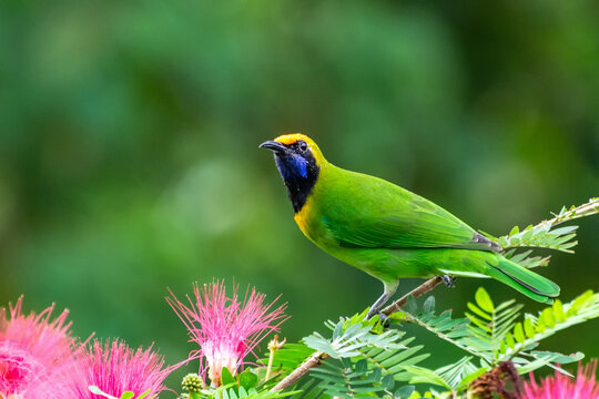 A beautiful and colorful bird Golden-fronted Leafbird (Chloropsis aurifrons) perched on a flowering tree in a green blurred forest background. Jayanti, Buxa, West Bengal, India