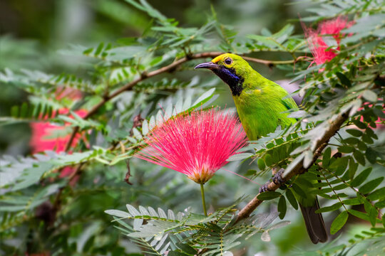 A beautiful and colorful bird Golden-fronted Leafbird (Chloropsis aurifrons) perched on a flowering tree in a green blurred forest background. Jayanti, Buxa, West Bengal, India