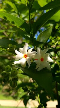 Night Jasmine Flowers Soft Natural Light. Night Jasmine Morning Flowers Cinematic video.