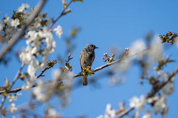 Bird on blossoming branch against blue sky