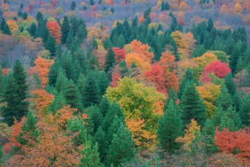 Vibrant autumn forest canopy with mixed evergreen and deciduous trees