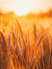 Obraz premium A field of wheat stalks glistening with the warm hues of sunset.