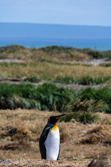 Outdoor scene with a close-up of a King Penguin - Aptenodytes patagonicus- on Tierra de Fuego, in Southern Chile.