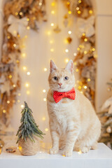 Cute cat in a beautiful  Christmas decoration setup with lots of bokeh and elements. 