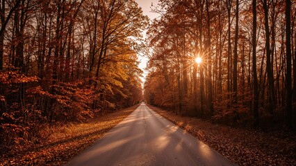 Autumn forest scene with a straight road and sunlight filtering through the trees. Nature and landscape, seasonal changes, tranquility and serenity. The scene of a peaceful autumn day.