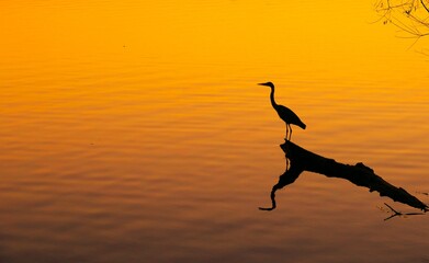 A heron bird standing on the tree trunk by the peaceful lake in golden sunset, water bird, peaceful background, bird silhouettes background