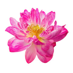 Obraz premium Pink Lotus Flower Isolated