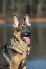 Blue coat German Shepherd 