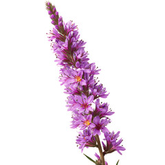 Naklejka premium Flower Displays Purple Petals in a Garden Setting During Daytime Hours in Late Spring Season