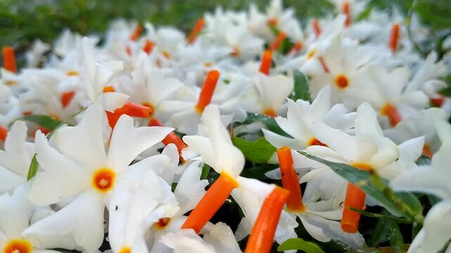 Fallen Night Jasmine Flowers on the Ground with Soft Natural Light. Night Jasmine Morning Flowers Cinematic video.