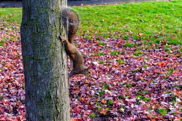 Fotobehang Milaan Autumn at Parco Sempione, Milan: a squirrel  © Claudio Colombo