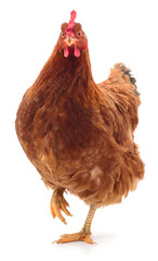 Brown domestic chicken hen standing isolated on white
