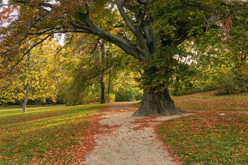 Big oak tree in the park, outdoor background