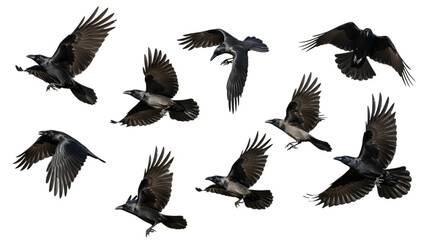 Obraz premium Flock of flying crows isolated on transparent background