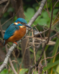 male kingfisher on a branch