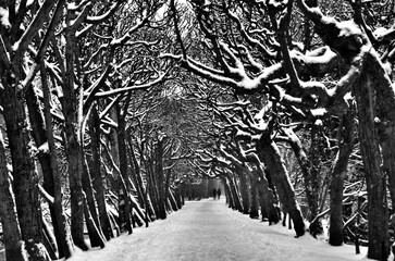 dark park alley in winter wall street art