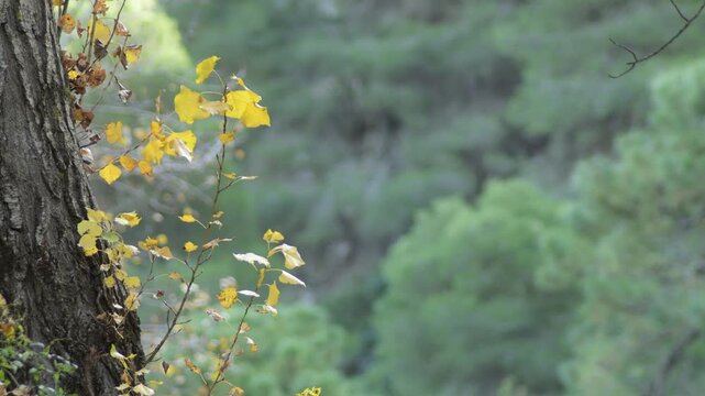Deciduous leaves on trunk of a tree