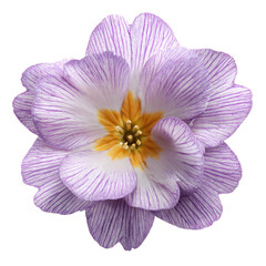 Obraz premium Stripped Primrose Flower Isolated