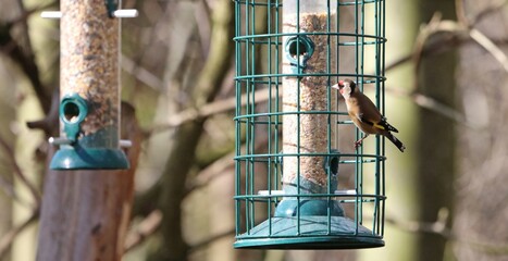 Closeup of a Goldfinch on a bird feeder, Yorkshire England
