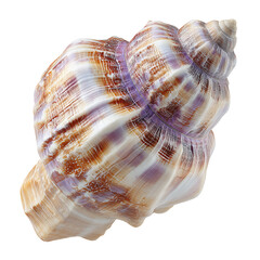 Obraz premium Seashell Found on the Beach Near the Ocean During a Sunny Day in the Afternoon