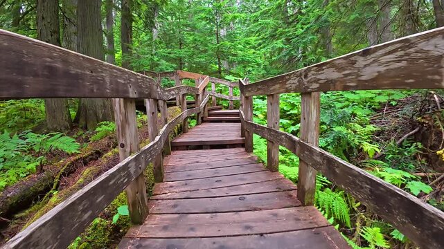 Wooden boardwalk winding through lush green foliage of ancient cedar trees, offering multiple scenic perspectives in giant cedars boardwalk park, british columbia, canada