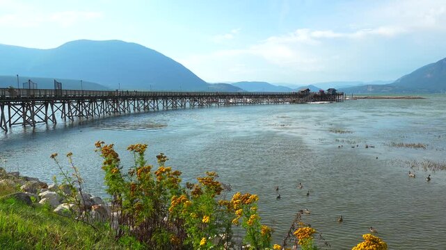 Yellow wildflowers frame a view of a long wooden pier extending into the tranquil waters of shuswap lake, with the scenic mount ida providing a majestic backdrop in salmon arm, british columbia