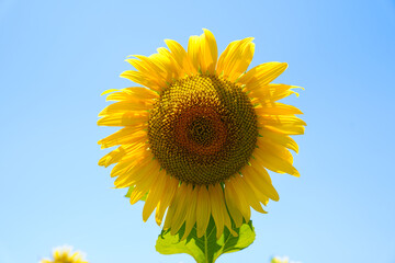 sunflower spring bloom outdoors