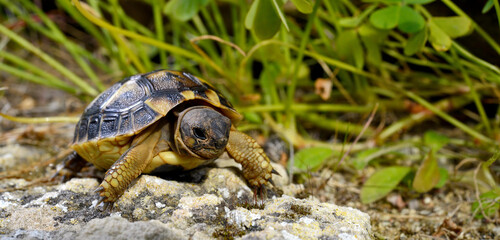 junge Griechische Landschildkröte // juvenile Hermann's tortoise (Testudo hermanni) - Menorca, Balearen, Spanien