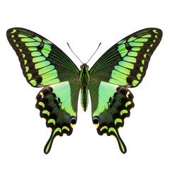 Emerald green butterfly with black markings on black background insect © Biddut